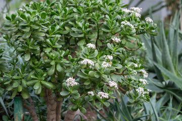 Crassula multicava is a species of succulent evergreen plant. Money tree.