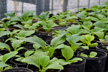 The cultivation of flower seedlings on the shelves in the greenhouse.