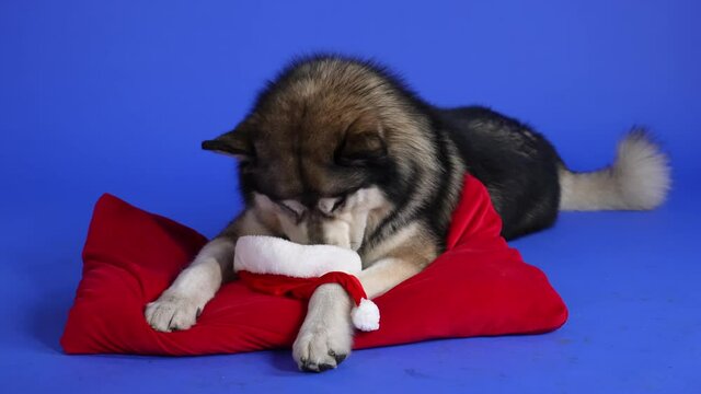 Alaskan plush malamute lies on a red pillow in the studio on a blue background. The pet sniffs the red hat of Santa Claus. Christmas. New Year. Slow motion. Close up.