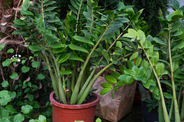 Zamifolia zamiokulkas - dollar tree, suitable for decorating your home and office.