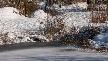 frozen pond in the forest