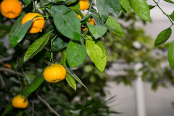 Mandarin tree with ripe fruits. Mandarin orange tree. Tangerines.