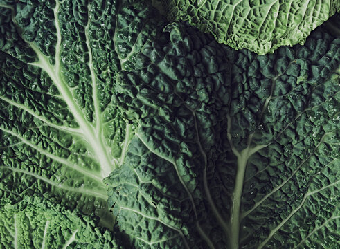Close up detail shot of Savoy cabbage leaves. Background and texture.