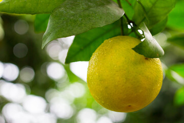 Yellow lemon hanging on a tree.