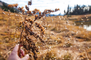 Hand shakes bush to disperse seeds in alpine meadow