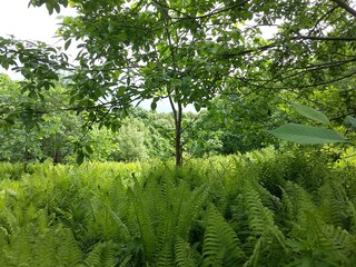 green trees in the forest