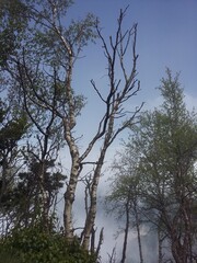 trees and sky