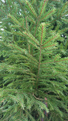 Gałązka świerkowa.	