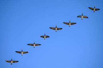 Nonnengänse im Formationsflug