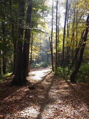 Obraz premium path in the woods