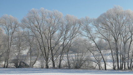 sunny winter landscape with trees in the snow covered with hoarfrost