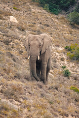 Fototapeta na wymiar African elephant walking lonely in the Amakhala Game Reserve in south africa