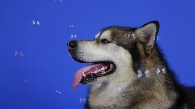 Alaskan Malamute lies in the studio on a blue background. The pet sticks out its tongue and closely monitors the soap bubbles that fly around it. Close up of a dog's muzzle. Slow motion.