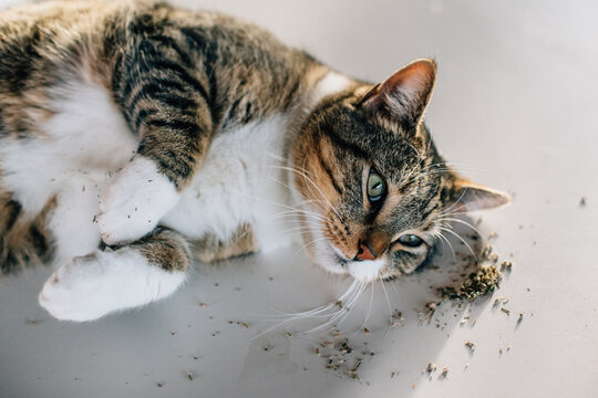 Cat rolling in catnip on white counter