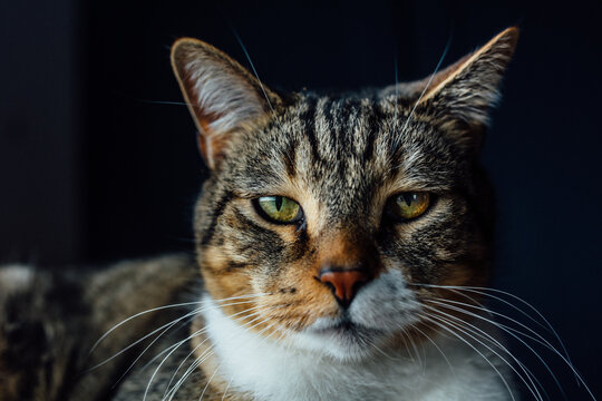 Cat looking directly into camera with smug face