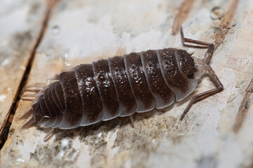 Porcellio hoffmannseggi on a piece of white bark