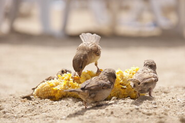 sparrow on the ground