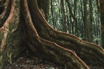 View of the old tree with roots