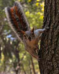 squirrel on tree