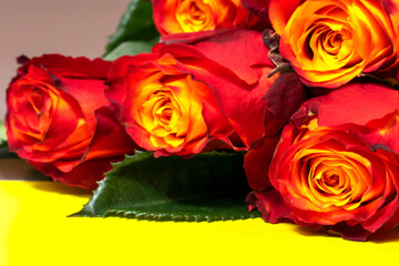 red roses close up on yellow background, selective focus