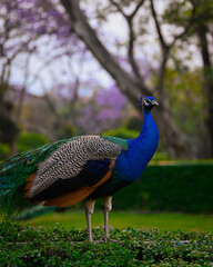 Obraz premium peacock with feathers