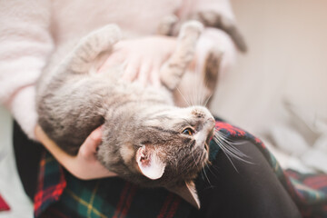 bright and pleasant photo about caring for a cat and flowers