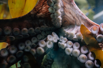 Giant Pacific Octopus underside tentacles