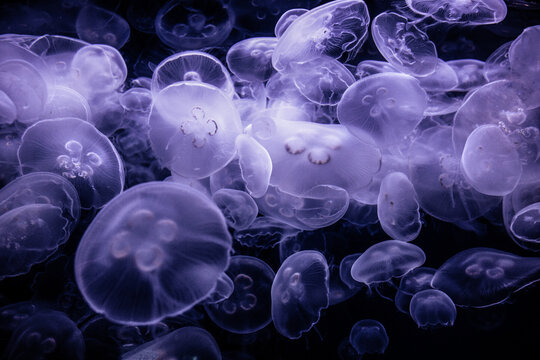 Moon Jelly fish floating in an aquarium