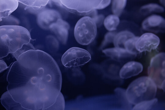 Moon Jelly fish floating together on black background