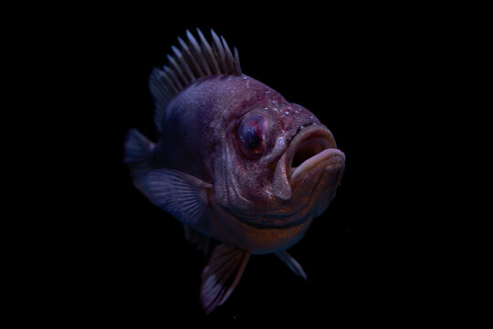 Ugly fish on black background in tank
