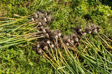 Fresh garlic dug out of the ground lies in the garden bed. Harvesting.