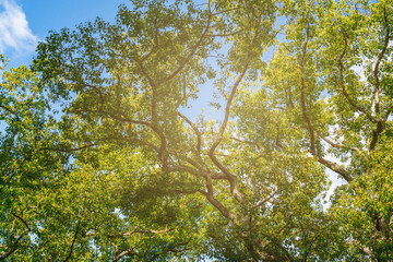 Fototapeta premium Looking up at tree with green Leaves and sun light.