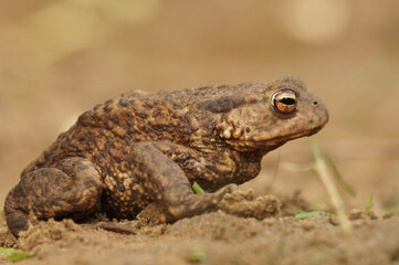 Lateral closeup of an adult female comon toad , Bufo bufo against a brown background