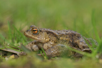 Close up of an adult male comon toad, Bufo budo , in hte grass in the garden
