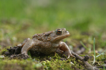 Close up of an adult male comon toad, Bufo budo , in hte grass