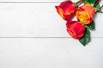 three red and yellow roses on a light wooden background with copy space. layout for design