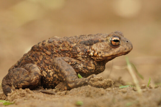 Lateral closeup of an adult female comon toad , Bufo bufo against a brown background