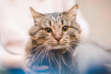 bright and pleasant photo about caring for a cat and flowers