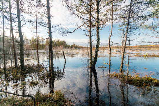 Lake at Viru Raba or bog swamp at Lahemaa national park in autumn
