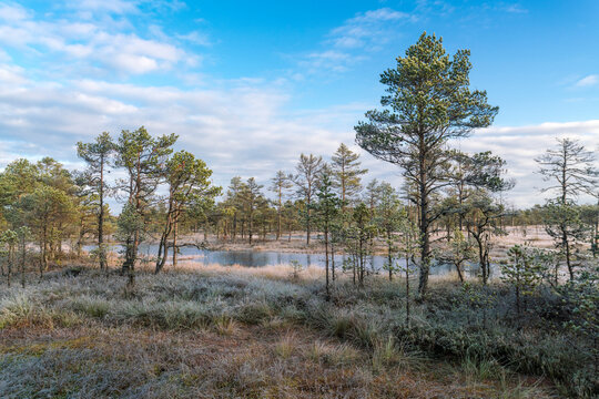 Viru Raba or bog swamp at Lahemaa national park in autumn
