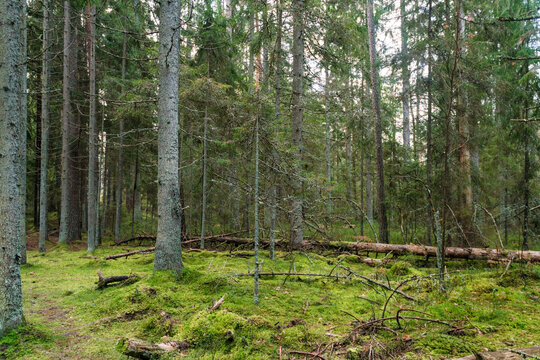 woods at Viru Raba or bog swamp at Lahemaa national park in autumn