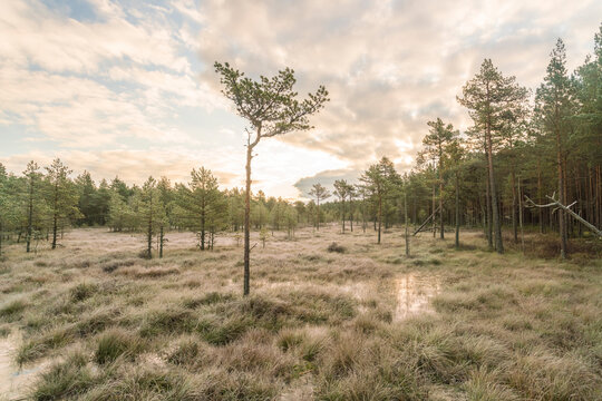 Viru Raba or bog swamp at Lahemaa national park in autumn