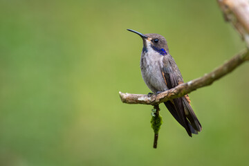 Fototapeta na wymiar Hummingbird perched quietly on a small dry branch