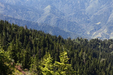 pine forest in the mountains