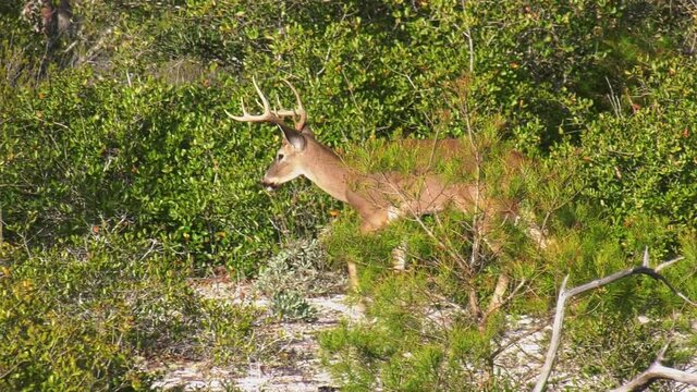 Whitetail buck deer walks along a Florida forest