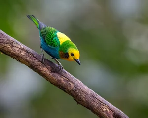 Fototapeten Multicolored tanager in search of food from the top of a dry tree. Endemic from colombia © J Esteban Berrio