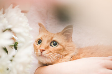 Obraz premium bright and pleasant photo about caring for a cat and flowers