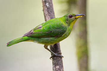 Profile of a green honeycreeper from a tree