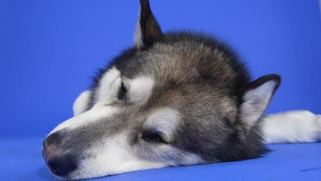 Alaskan Malamute lies with its head on the floor in the studio on a blue background. Soap bubbles fly around the dog, but she does not pay attention to them. Close up of a dog's muzzle. Slow motion.
