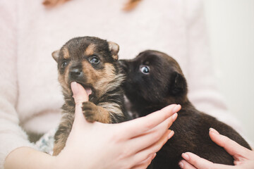 cute little puppies in caring hands